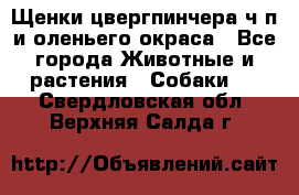 Щенки цвергпинчера ч/п и оленьего окраса - Все города Животные и растения » Собаки   . Свердловская обл.,Верхняя Салда г.